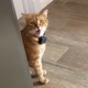 Image for article titled Everyone give a warm welcome to the cat that says “Well, hi!” like a little Southern gentleman